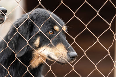 Close-up of dog looking through chainlink fence