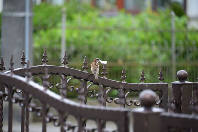 Close-up of bird on metal railing