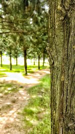 Trees in forest
