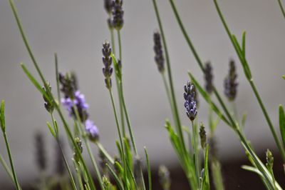 Close-up of purple flowering plants on field