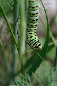 Close-up of swallowtail caterpillar on plant