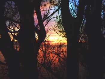 Silhouette of trees at sunset