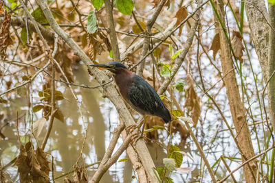 Low angle view of bird perching on tree