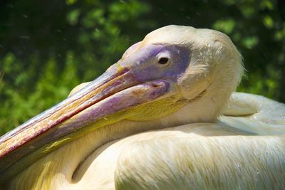 Close-up of pelican