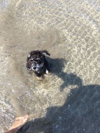 High angle view of dog on sand