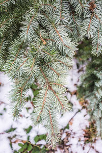 Close-up of pine tree during winter