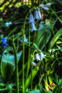 Close-up of flowers blooming outdoors