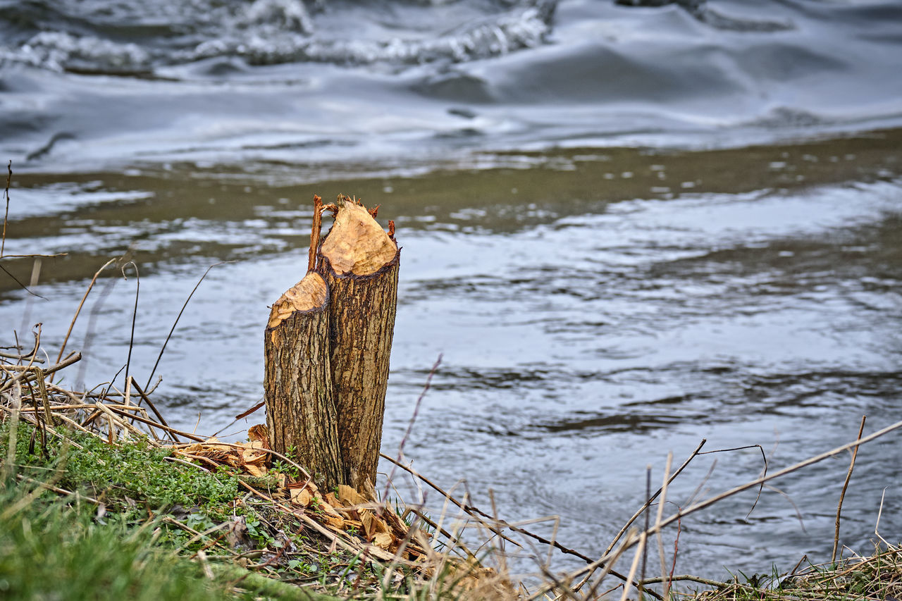 WOODEN POST IN LAKE BY TREES