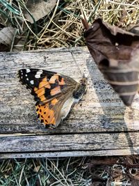 Close-up of butterfly perching on leaf