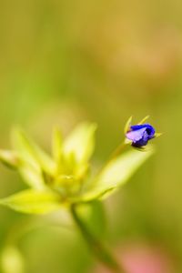 Close-up of purple flowering plant