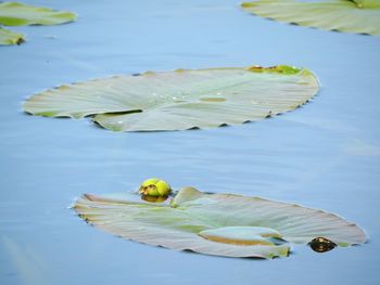 Close-up of leaves floating on lake