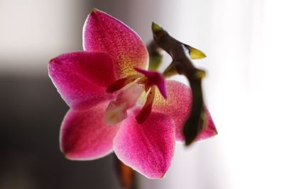 Close-up of pink orchid