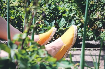 Close-up of fresh yellow plants