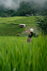 paddy field