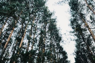 Low angle view of trees