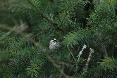 Bird perching on pine tree