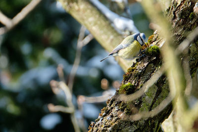 Close-up of bird perching on tree trunk