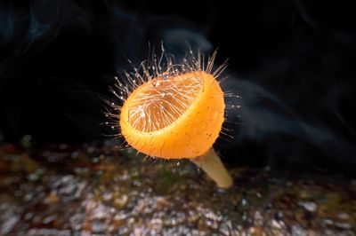 Close-up of orange mushroom growing in sea