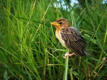 Close-up of bird perching on plant