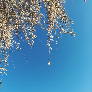 Low angle view of tree against clear blue sky