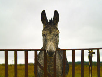 Close-up portrait of horse standing against sky