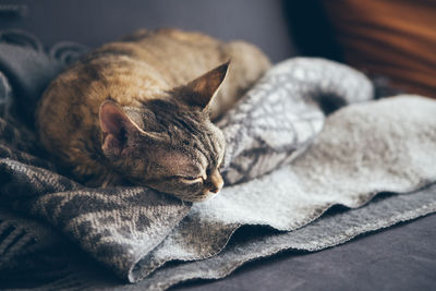 Cute little brown tabby devon rex cat is sleeping on soft wool blanket on the gray color couch. 