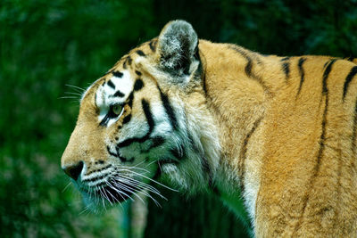 Close-up of a tiger in zoo