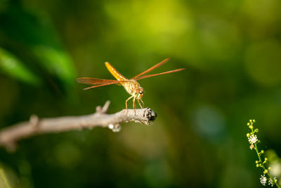 Close-up of insect on plant