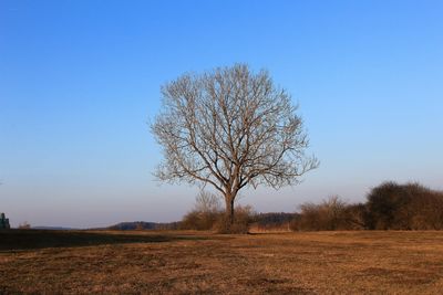 Tree on field against sky