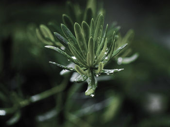 Close-up of water drops on plant