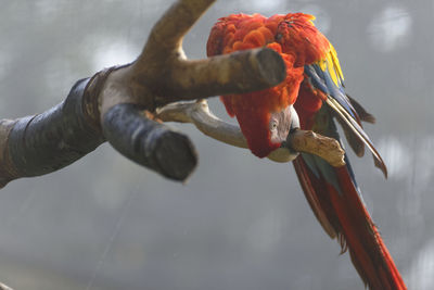 Close-up of a bird perching on a branch