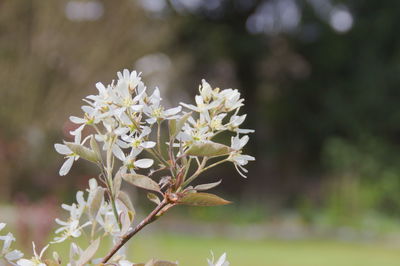 Close-up of white flowering plant