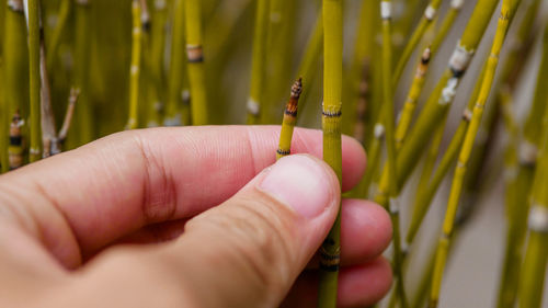 Close-up of hand holding small plant