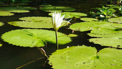 Water lily in lake