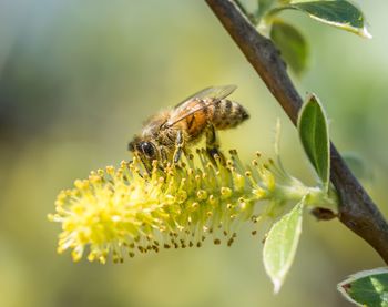 Close-up of bee pollinating on flower