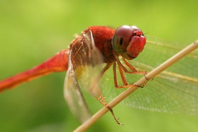 Close-up of insect on red leaf