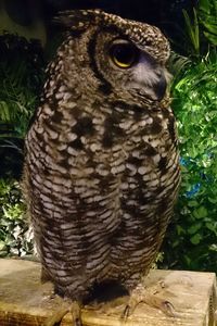 Close-up of owl perching on tree