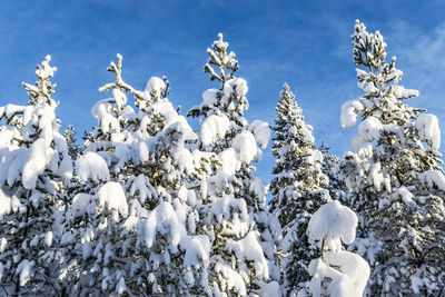 Close-up of snow covered plants against blue sky