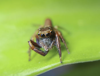 Close-up of spider