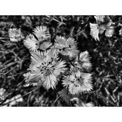 Close-up of white flowers