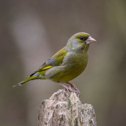 Close-up of bird perching on wood