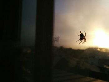 Close-up of spider on web against sky