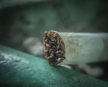 Close-up of crab on wood