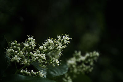 Close-up of white flowering plant