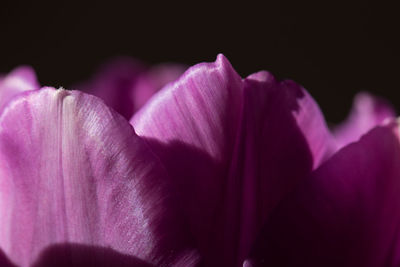 Close-up of pink flowers over black background