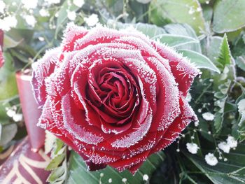 Close-up of red roses