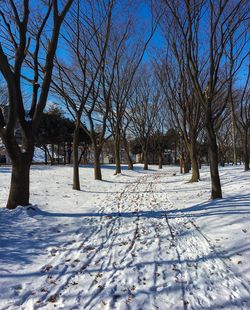 Snow covered trees against sky