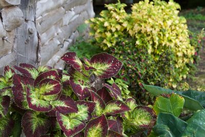 Close-up of flowering plant