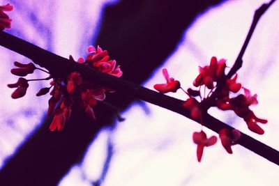 Close-up of pink flowers