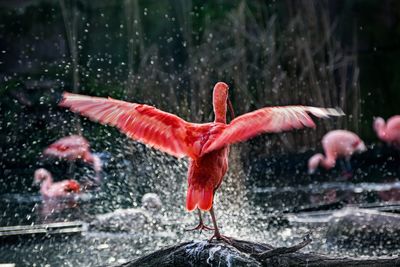 View of a bird in water during winter